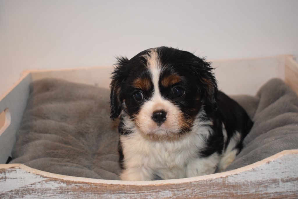 Des Pattes D'Argent - Cavalier King Charles Spaniel - Portée née le 12/09/2021