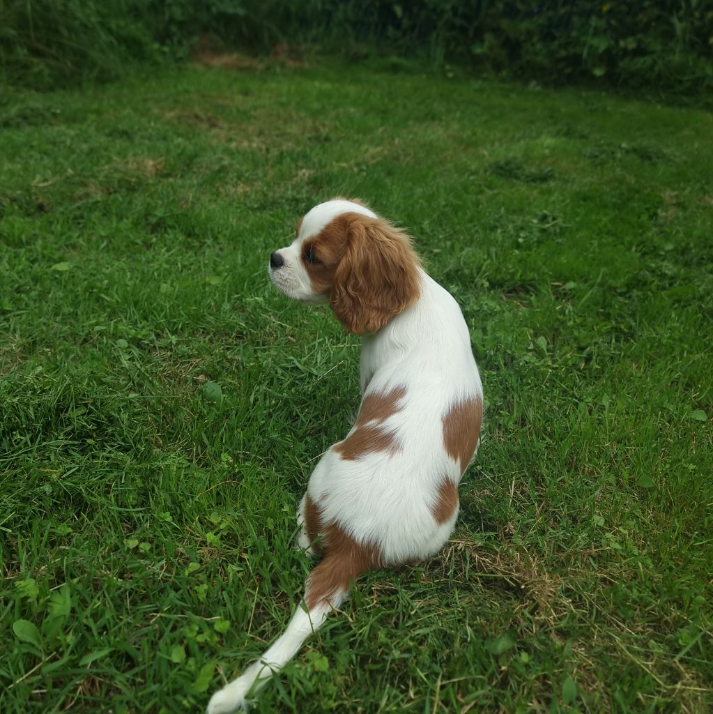 Vasper Des Pattes D'argent 