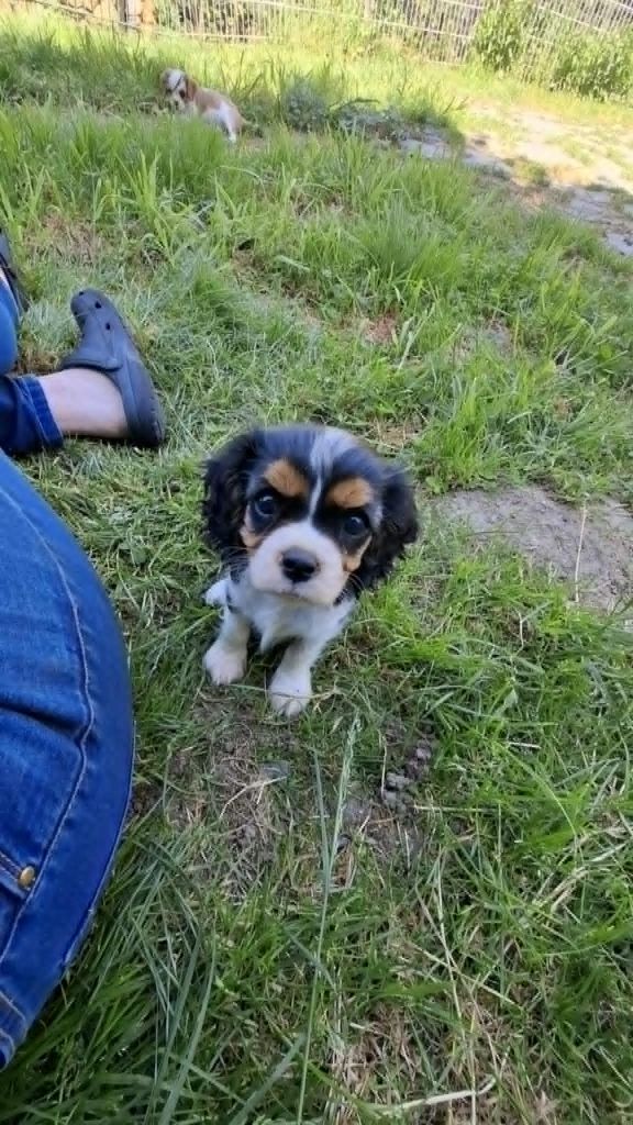 Des Pattes D'Argent - Chiots disponibles - Cavalier King Charles Spaniel