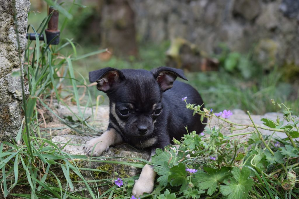 Chiot Chihuahua Des Pattes D'Argent